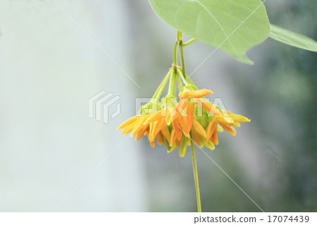 Yellician的花 17074439