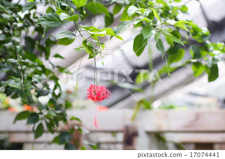 開花的蝴蝶花 開花的蝴蝶花 17074441