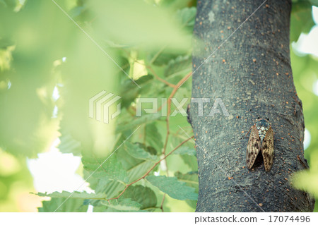 Cicadas stopping at the park in the park 17074496