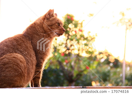 Stray cats brave tea tiger 17074816