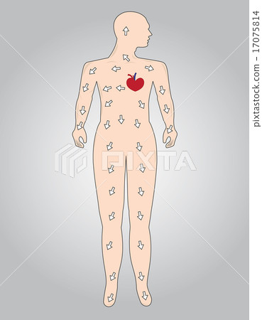 The function of the cardiovascular system The function of the cardiovascular system 17075814