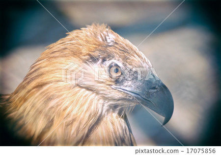 Portrait of an American Bald Eagle Portrait of an American Bald Eagle 17075856