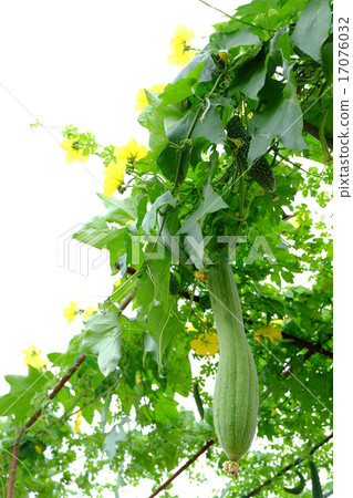 Loofah 17076032