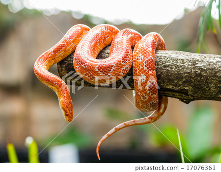 Corn snake wrapped around a branch 17076361