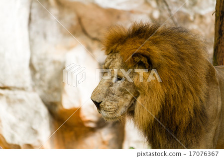 Lion 17076367