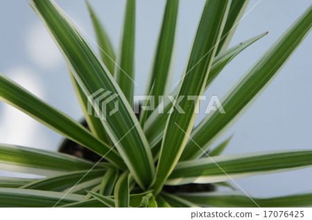 Orizururan Orizururan 17076425