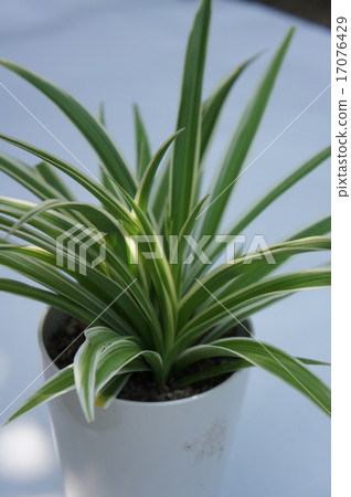 Orizururan Orizururan 17076429