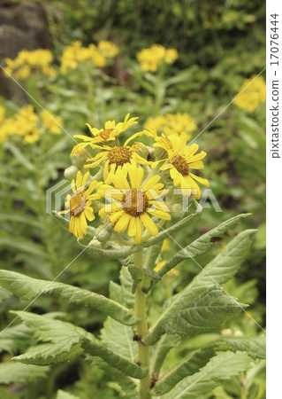 Ezo小車花 17076444