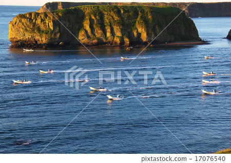 海帶捕魚 17076540