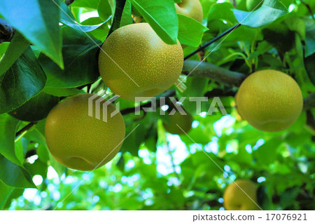 非海灘花園 非海灘花園 17076921