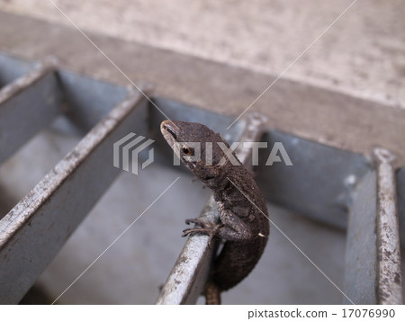 卡納蛇 卡納蛇 17076990