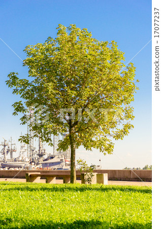 tree in the park tree in the park 17077237