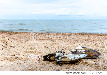 seashell on the beach seashell on the beach 17077243