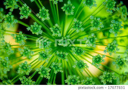 Beautiful cow parsnip Heracleum Beautiful cow parsnip Heracleum 17077831