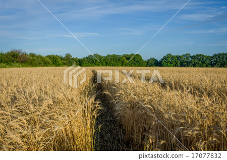 Ripe gold wheat Ripe gold wheat 17077832