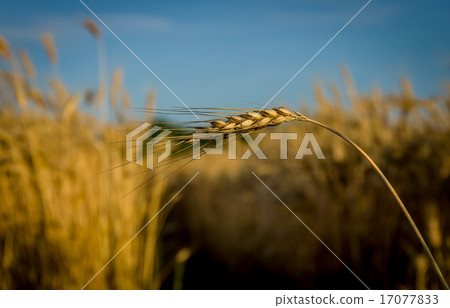 Ripe gold wheat Ripe gold wheat 17077833