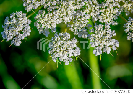Beautiful cow parsnip Heracleum  17077868