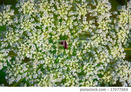 Beautiful cow parsnip Heracleum  17077869