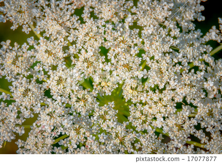 Beautiful cow parsnip Heracleum  17077877