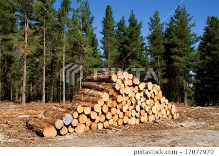 Forest Scene Forest Scene 17077970