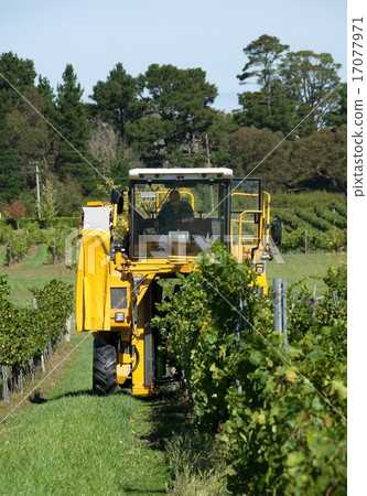 Harvesting Grapes Harvesting Grapes 17077971
