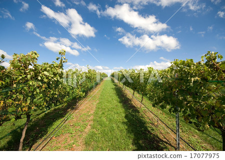 Vineyard Scene Vineyard Scene 17077975
