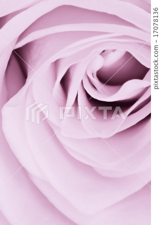 violet rose close up violet rose close up 17078136