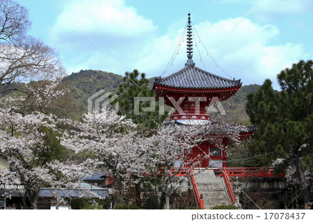 Daimyoji的櫻花 17078437