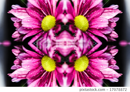 Chrysanthemum 17078872