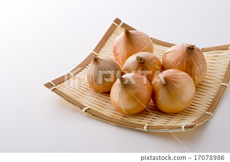 Onion Onion 17078986