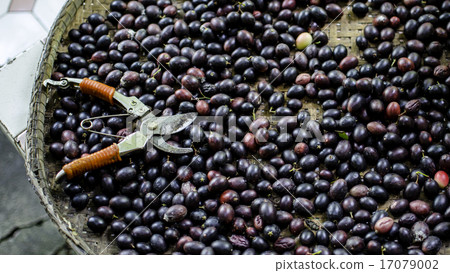 Christ's thorn fruit in pannier Christ's thorn fruit in pannier 17079002