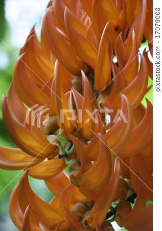 Bastard Teak Flower bloom 17079008