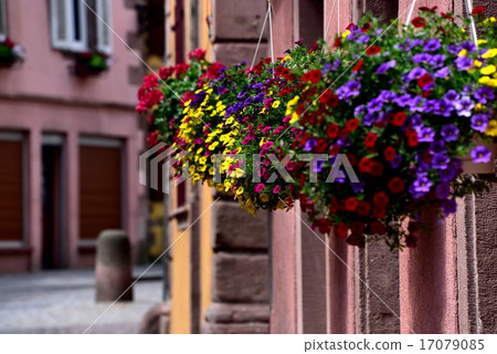 Street corner flower 17079085