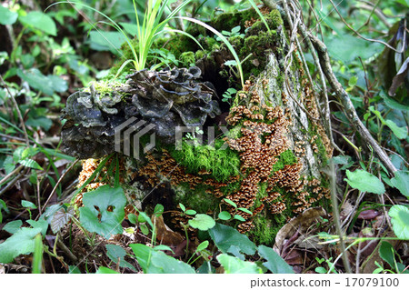 Karastake or Kawaratake Karastake or Kawaratake 17079100