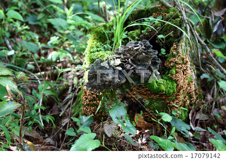 Momiji Urokakeake 17079142