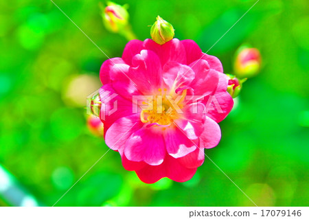rose rose 17079146