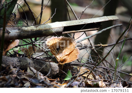 Hidaurokotake Hidaurokotake 17079151