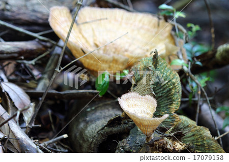 Hidaurokotake 17079158