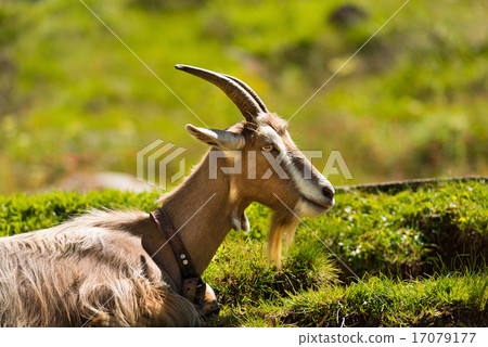 Mountain Goat on the Green Grass 17079177
