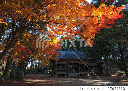 Major Shogun Shrine of autumn leaves 17079210