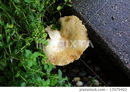 Tsuchikageburi Mushrooms Tsuchikageburi Mushrooms 17079402