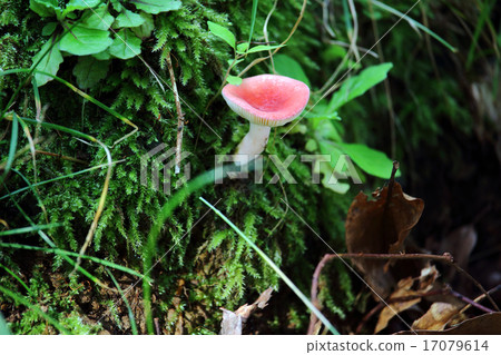 Nioi ku Bennitake 17079614