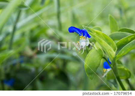 Flower of tunita 17079654