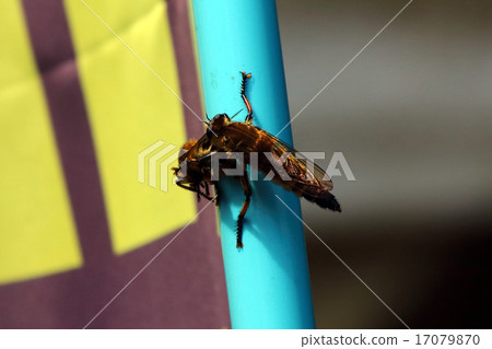 Shioyab insect Abu 17079870