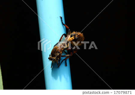 Shioyab insect Abu 17079871