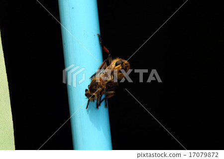 Shioyab insect Abu 17079872