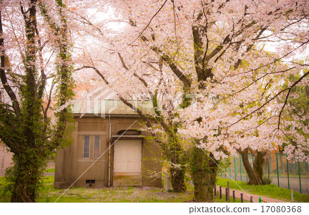 Sakura National Astronomical Observatory Mitaka Campus 17080368