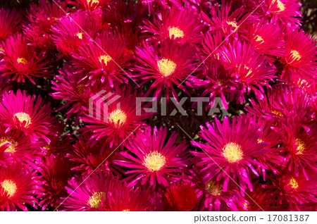 Meadowsweet 17081387