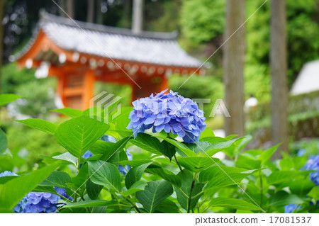 Hydrangea at Mimuroto Temple 17081537