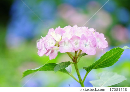 繡球花 繡球花 17081538